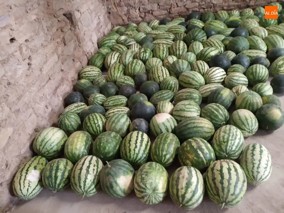Foto 4 - Buenas sand&iacute;as en Guadramiro a pesar de las p&eacute;simas condiciones climatol&oacute;gicas  