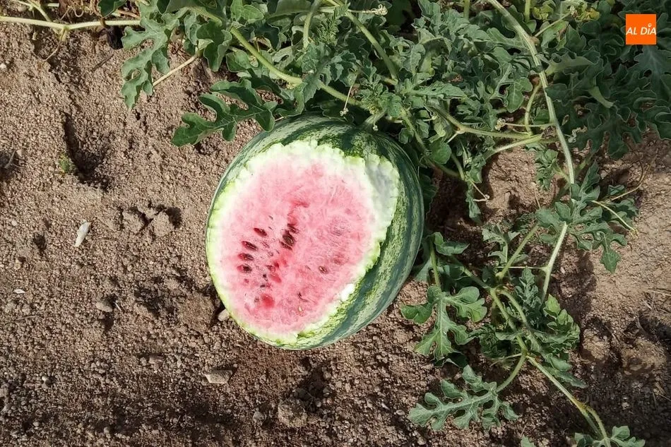Foto 3 - Buenas sand&iacute;as en Guadramiro a pesar de las p&eacute;simas condiciones climatol&oacute;gicas  