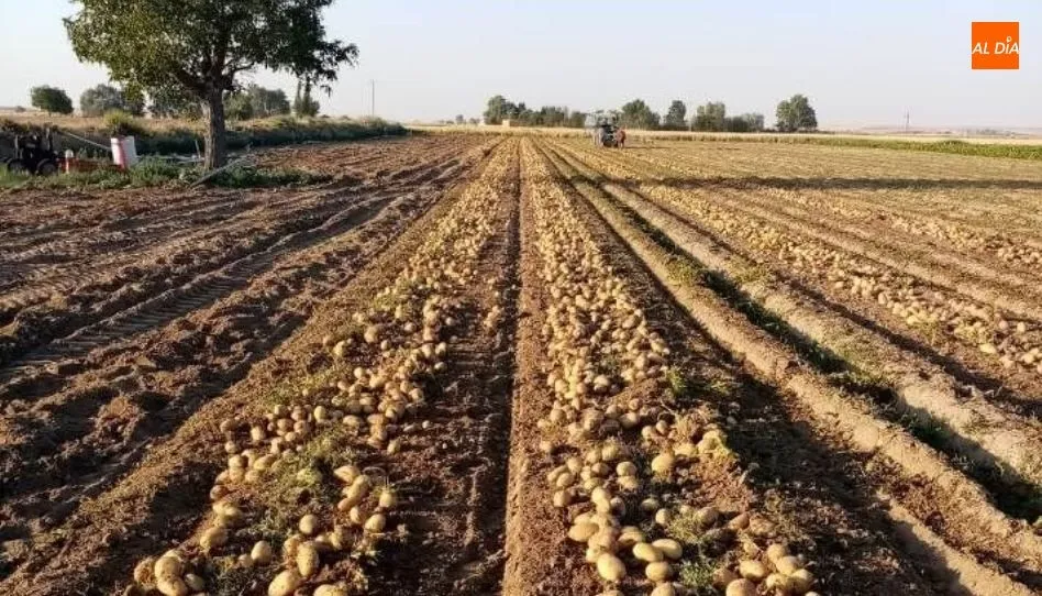 Recogida de patatas en Cantalpino (Salamanca)