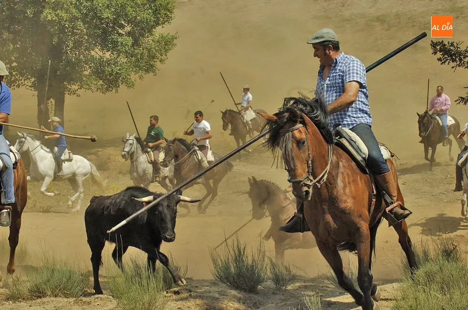 En pleno encierro dominical en Villasrubias | Fotos Adrián M.Pastor