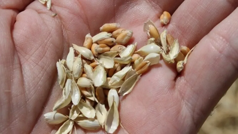 Granos de trigo. Foto de Agronews Castilla y León