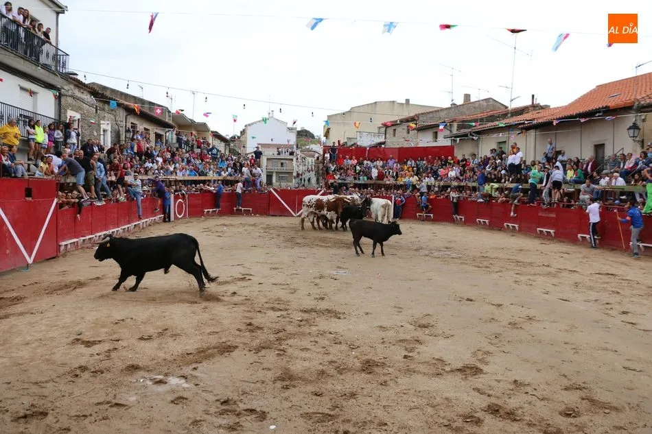 Foto 10 - El encierro de los Hermanos Ca&ntilde;ero se alarga en Vilvestre  