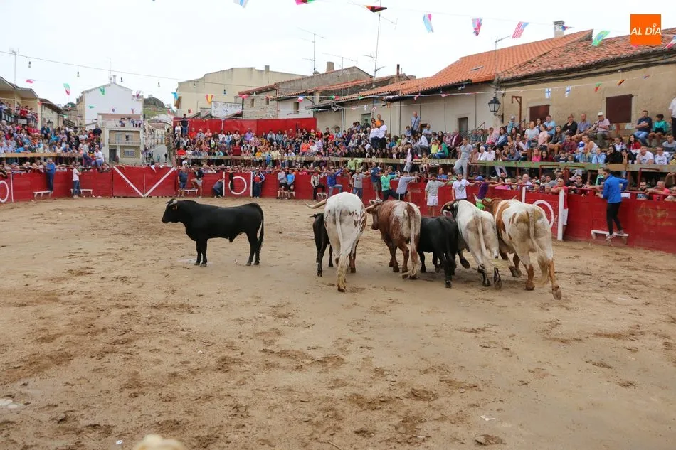 Foto 7 - El encierro de los Hermanos Ca&ntilde;ero se alarga en Vilvestre  