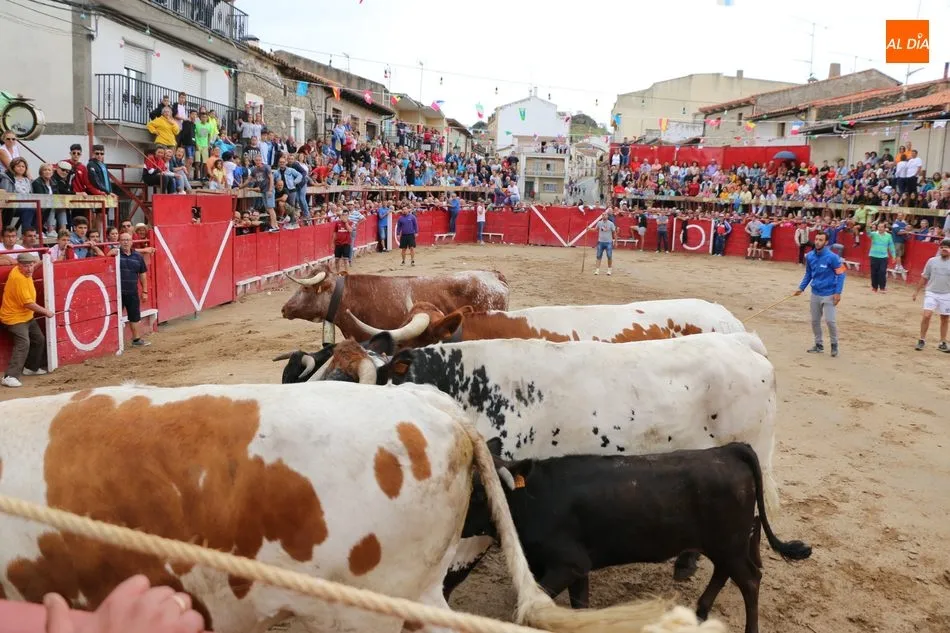 Foto 6 - El encierro de los Hermanos Ca&ntilde;ero se alarga en Vilvestre  