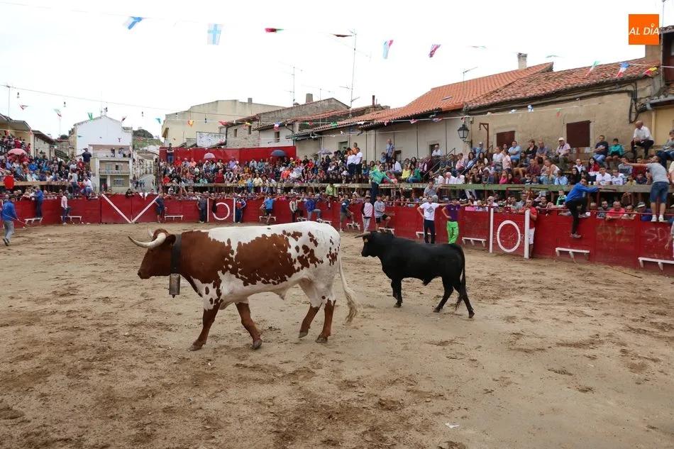 Foto 2 - El encierro de los Hermanos Ca&ntilde;ero se alarga en Vilvestre  