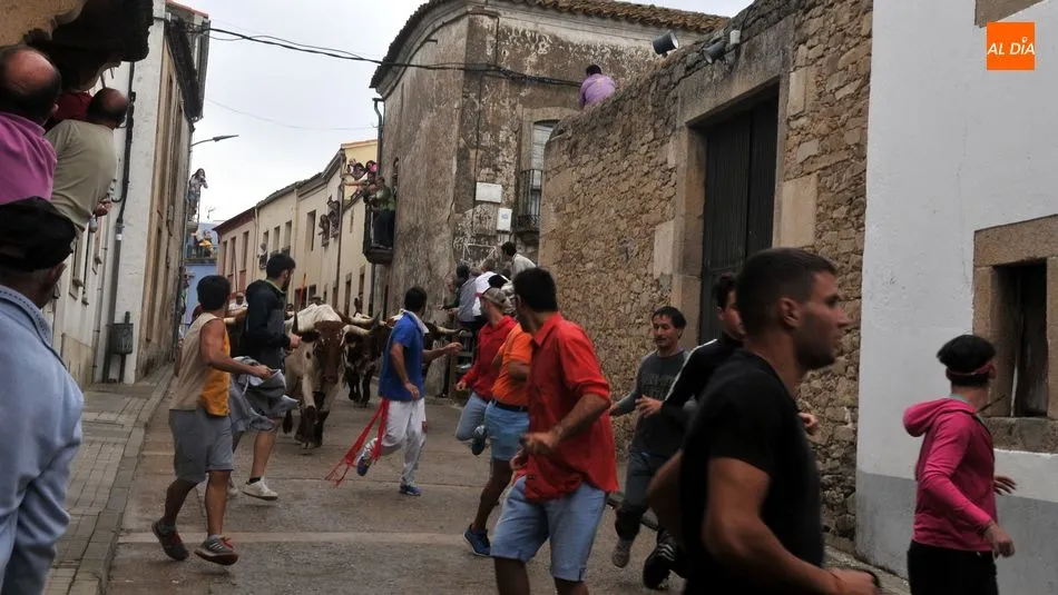 Foto 4 - Accidentado encierro con un joven herido y un novillo suelto en Lumbrales