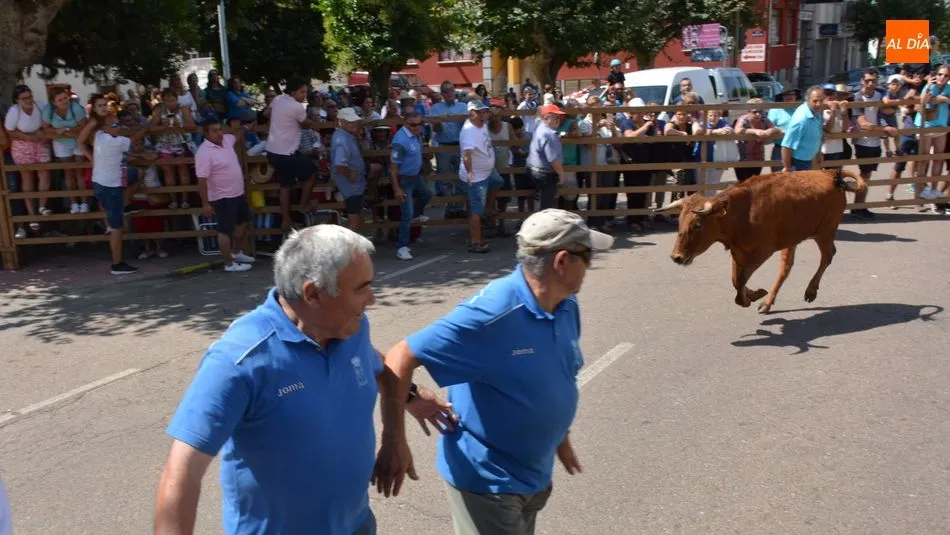 Foto 8 - Peligroso encierro de Miranda de Pericalvo en Lumbrales para despedir las fiestas