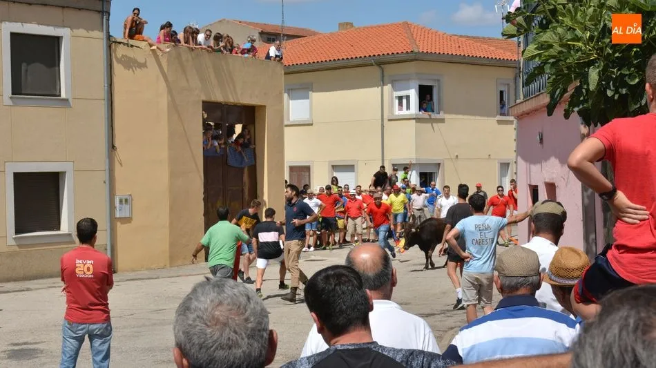Foto 9 - Peligroso encierro de Miranda de Pericalvo en Lumbrales para despedir las fiestas