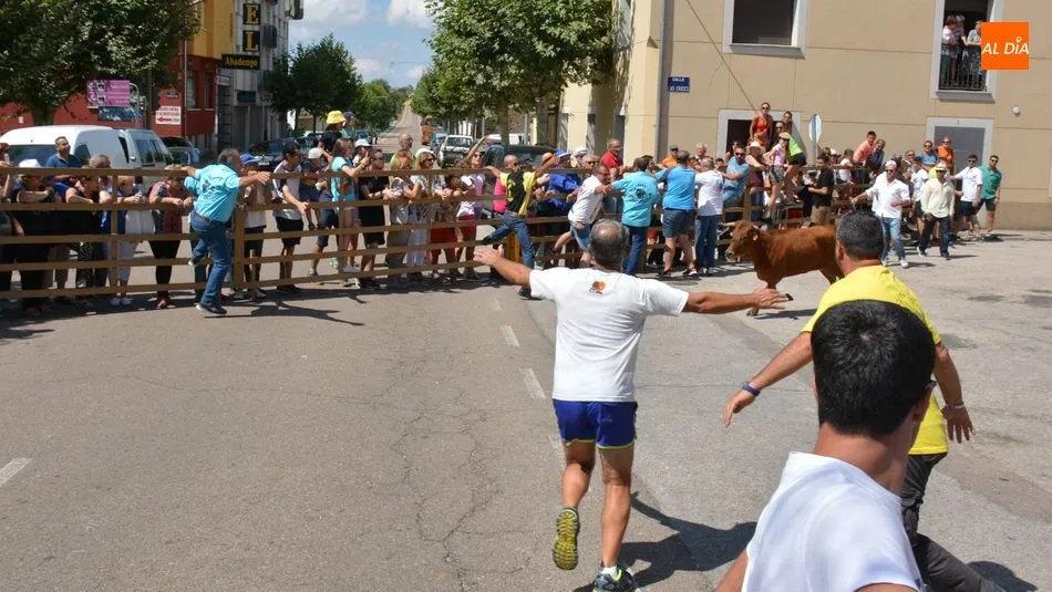 Foto 10 - Peligroso encierro de Miranda de Pericalvo en Lumbrales para despedir las fiestas