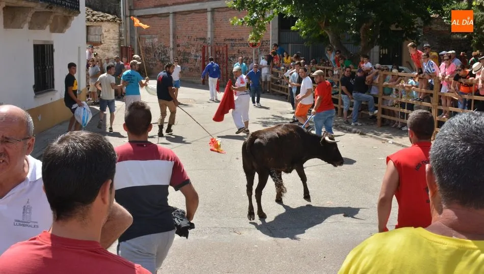 Foto 7 - Peligroso encierro de Miranda de Pericalvo en Lumbrales para despedir las fiestas