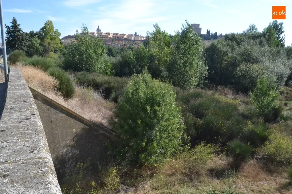 Foto 7 - Riberas del &Aacute;gueda tiene &ldquo;miedo&rdquo; de que la vegetaci&oacute;n acumulada entrepuentes provoque una...
