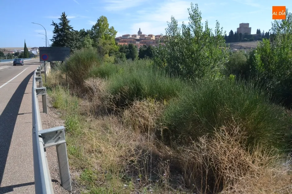 Foto 6 - Riberas del &Aacute;gueda tiene &ldquo;miedo&rdquo; de que la vegetaci&oacute;n acumulada entrepuentes provoque una...