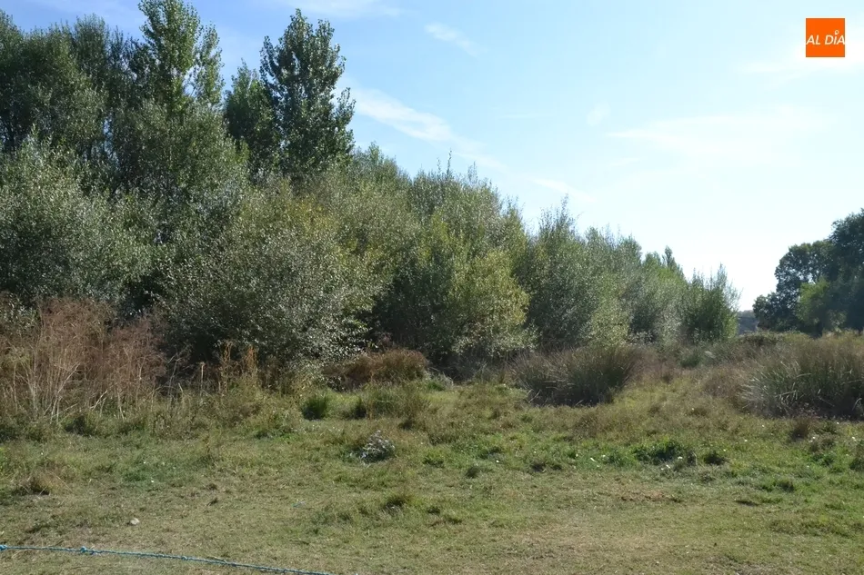 Foto 9 - Riberas del &Aacute;gueda tiene &ldquo;miedo&rdquo; de que la vegetaci&oacute;n acumulada entrepuentes provoque una...