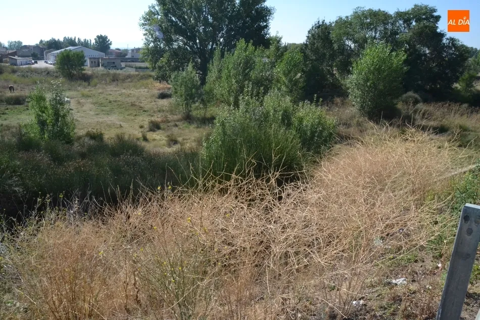 Foto 5 - Riberas del &Aacute;gueda tiene &ldquo;miedo&rdquo; de que la vegetaci&oacute;n acumulada entrepuentes provoque una...