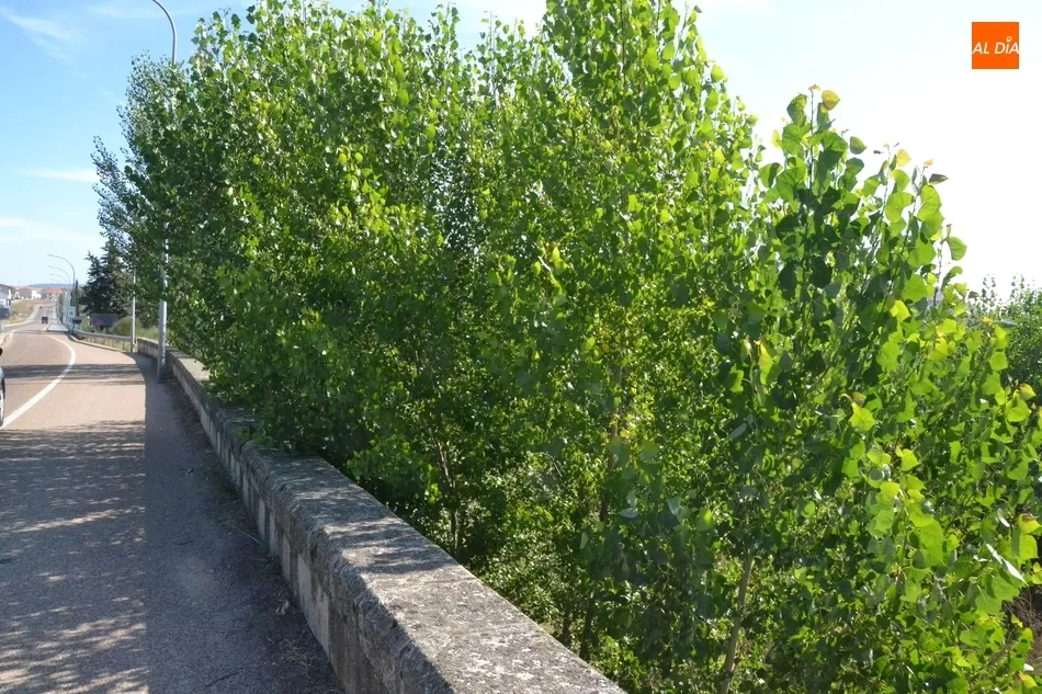 Foto 8 - Riberas del &Aacute;gueda tiene &ldquo;miedo&rdquo; de que la vegetaci&oacute;n acumulada entrepuentes provoque una...