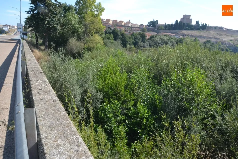 Foto 4 - Riberas del &Aacute;gueda tiene &ldquo;miedo&rdquo; de que la vegetaci&oacute;n acumulada entrepuentes provoque una...