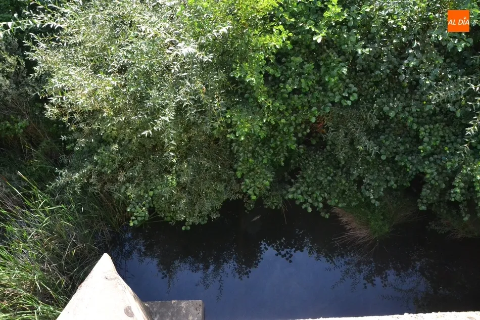 Foto 3 - Riberas del &Aacute;gueda tiene &ldquo;miedo&rdquo; de que la vegetaci&oacute;n acumulada entrepuentes provoque una...