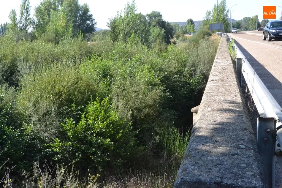 Foto 2 - Riberas del &Aacute;gueda tiene &ldquo;miedo&rdquo; de que la vegetaci&oacute;n acumulada entrepuentes provoque una...
