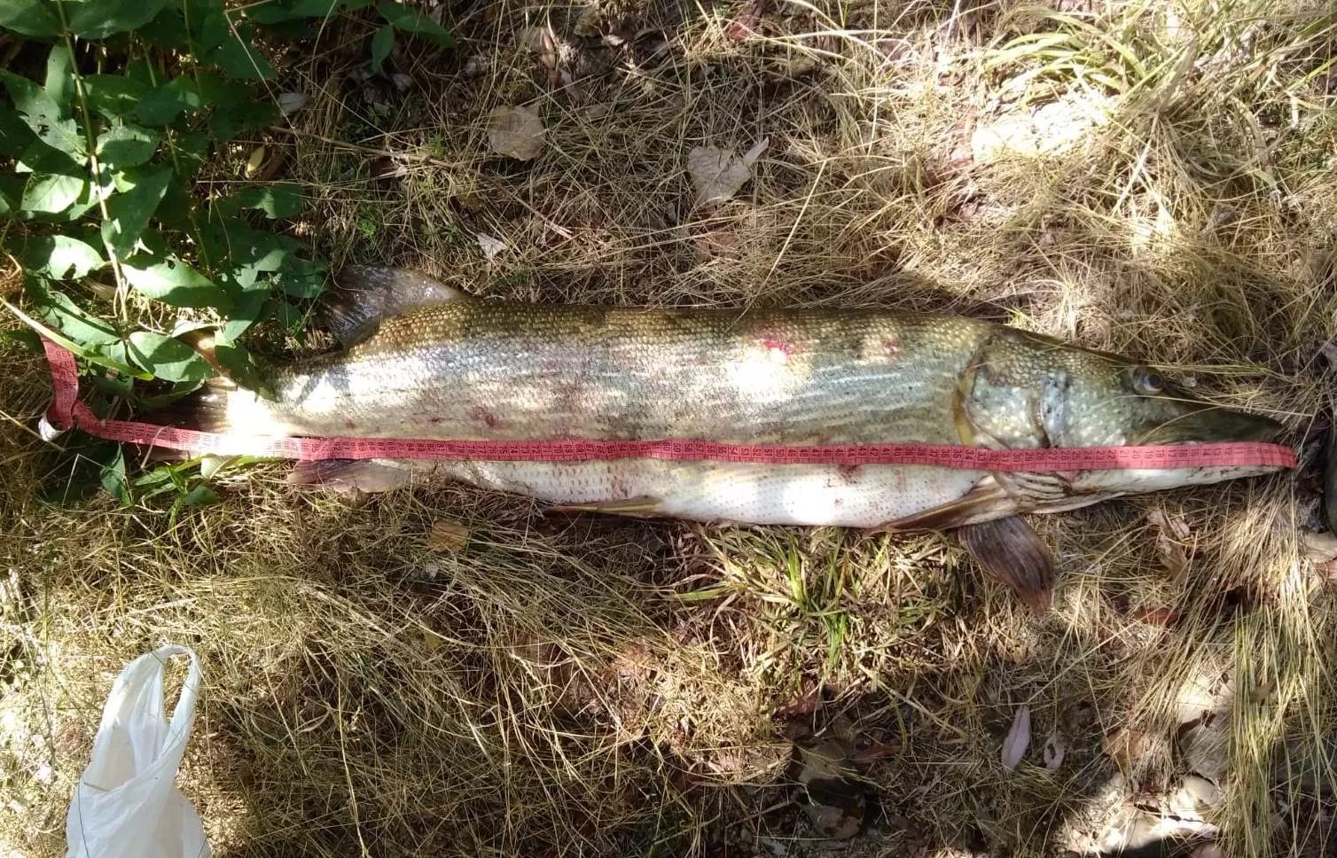 Foto 2 - Daniel del Solo y Daniel Florindo capturan un pez de 10,2 kilos  