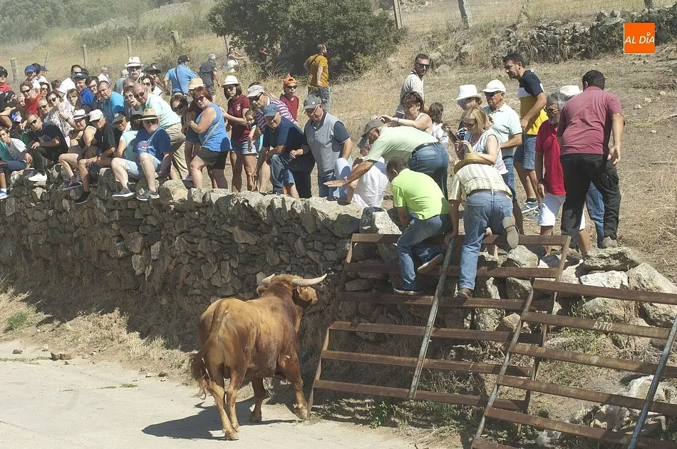 Momento de tensión al arremeter el novillo contra el vallado | Fotos Adrián Martín