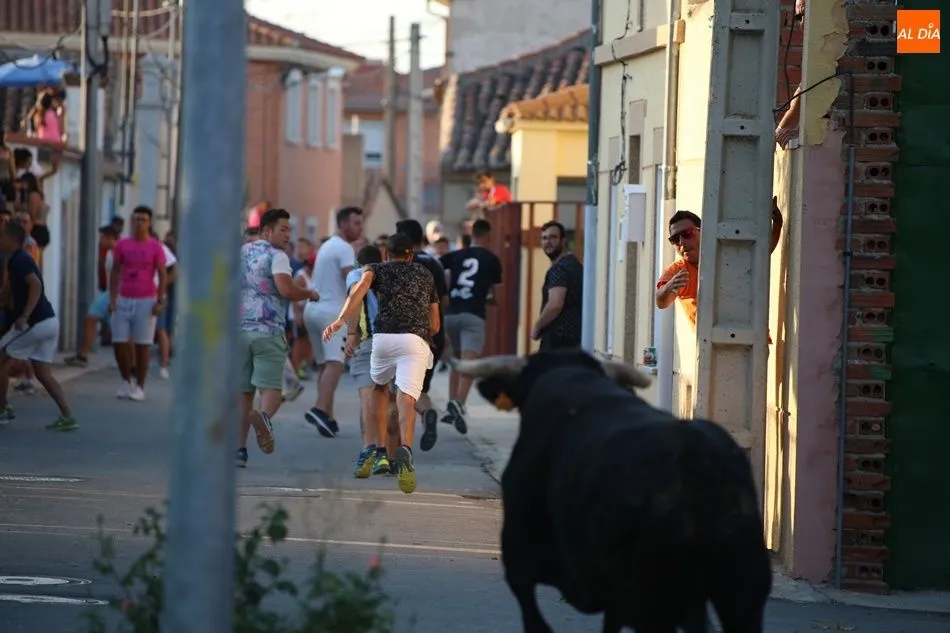 Foto 2 - El segundo encierro urbano protagoniza el pen&uacute;ltimo d&iacute;a de las fiestas de Villaflores