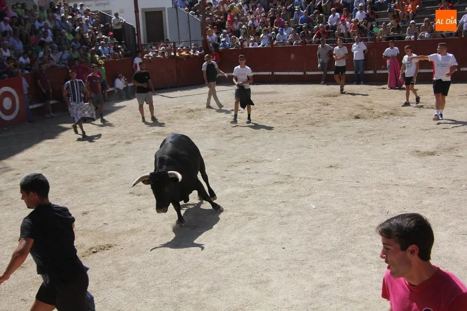 Foto 11 - La plasticidad del encierro a caballo de Villavieja de Yeltes queda en la retina de miles de...