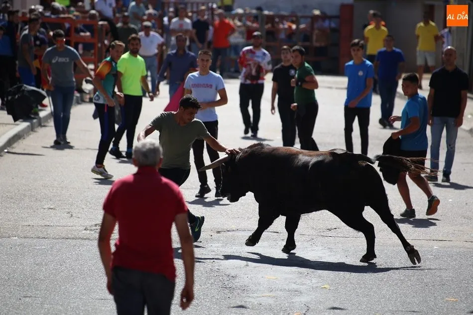 Foto 7 - Villoria disfruta del segundo encierro urbano de sus fiestas