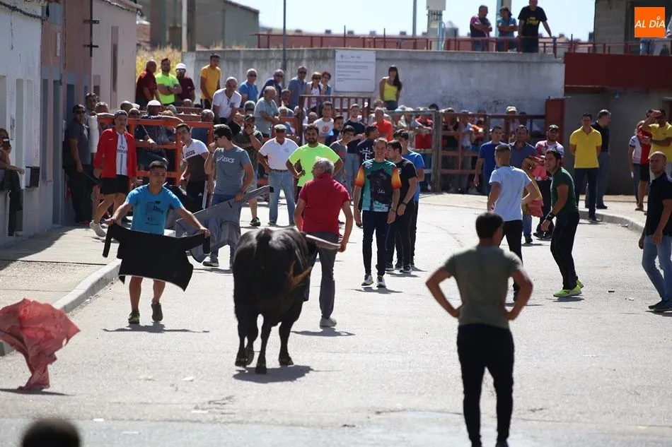 Foto 3 - Villoria disfruta del segundo encierro urbano de sus fiestas