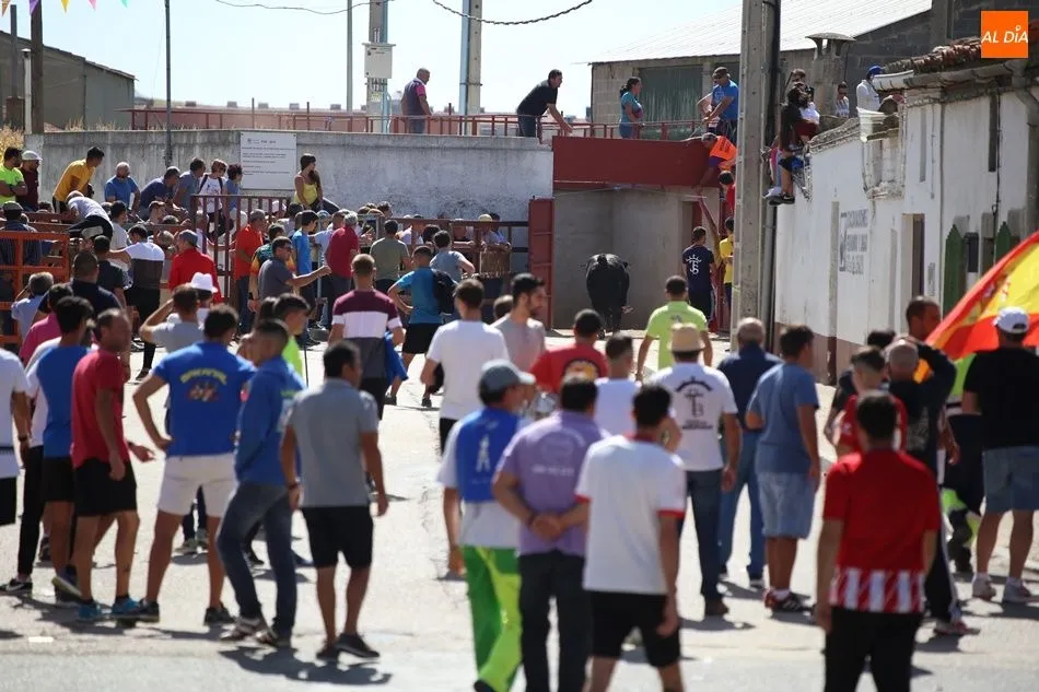 Foto 2 - Villoria disfruta del segundo encierro urbano de sus fiestas