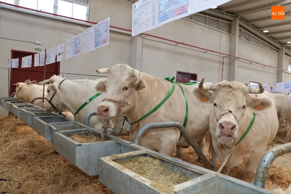 Los cuatro animales Premium que han salido a subasta a beneficio de la AECC