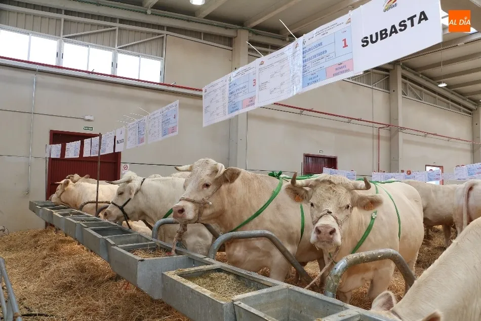 Foto 2 - Subasta a beneficio de la AECC en la jornada m&aacute;s solidaria de Salamaq