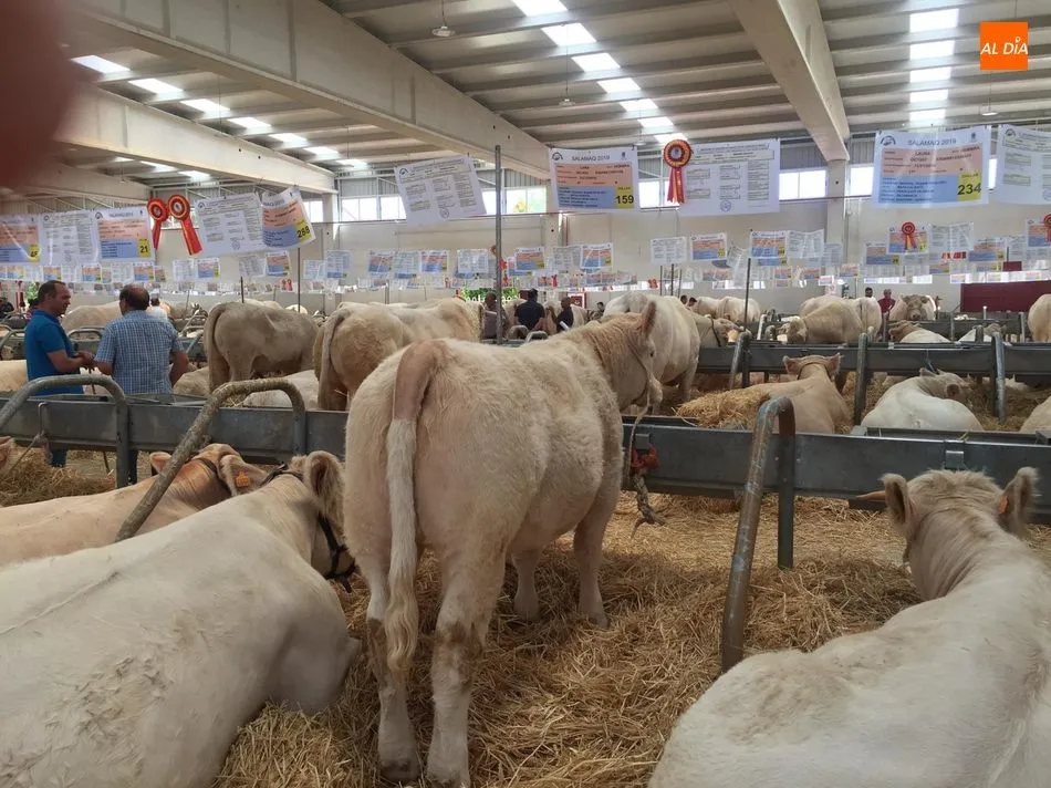 Foto 4 - Buena representaci&oacute;n de la comarca de Vitigudino en Salamaq&rsquo;19  
