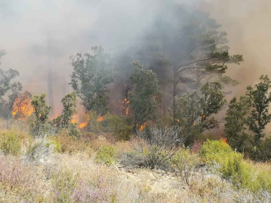 Foto 3 - Controlado un peligroso incendio forestal en La Alberca