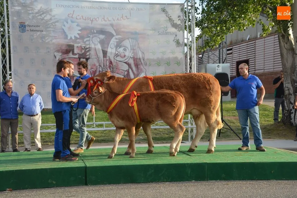 Foto 2 - Entrega de premios de los concursos de las razas Limusina, Charolesa y Blonda de Aquitania&nbsp;