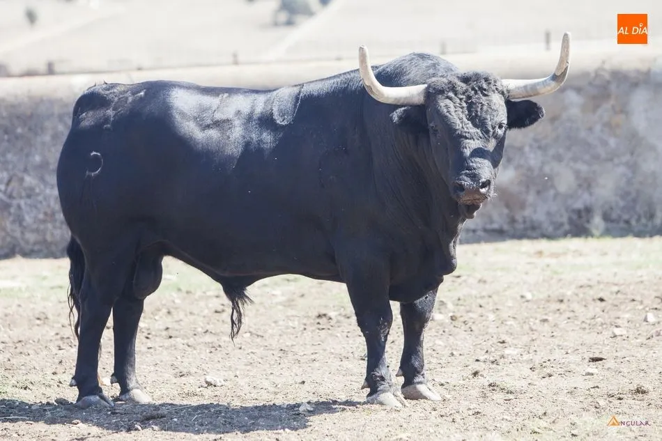 El encierro de Adelaida Rodríguez que se lidiará en La Glorieta el 12 de septiembre | Fotos: Pablo Angular