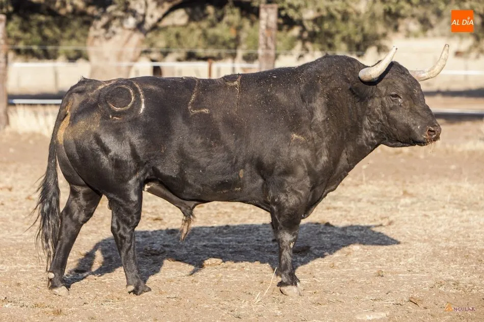 Foto 5 - Montalvo, la calidad de un hierro referente  