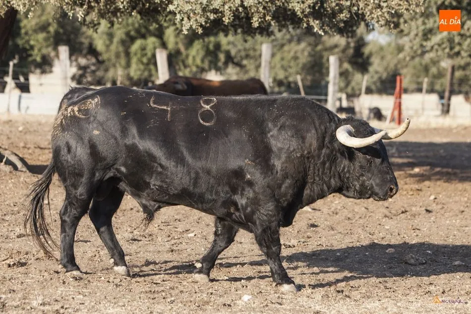 Foto 4 - Montalvo, la calidad de un hierro referente  