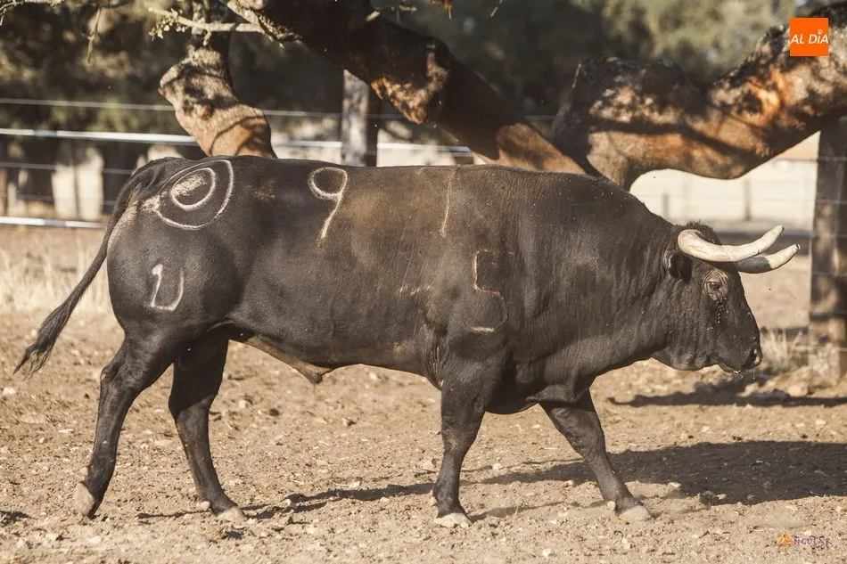 Foto 3 - Montalvo, la calidad de un hierro referente  