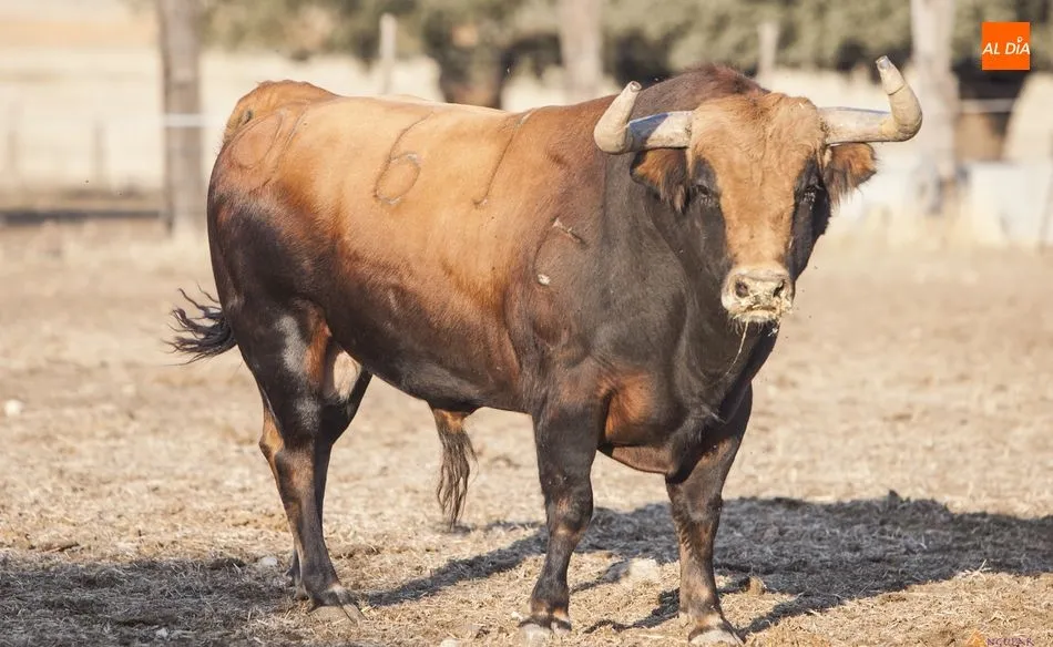 Montalvo, la calidad de un hierro referente  