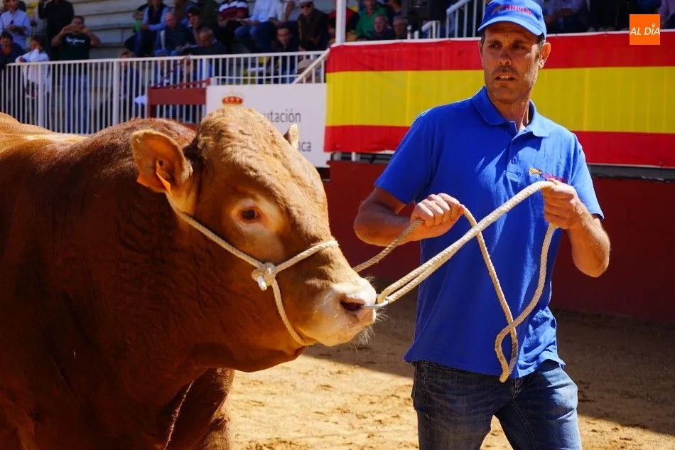 Foto 10 - Pagan 15.000 euros por &lsquo;Nini&rsquo;, el m&aacute;s valioso de la subasta nacional de ganado de Salamanca&nbsp;