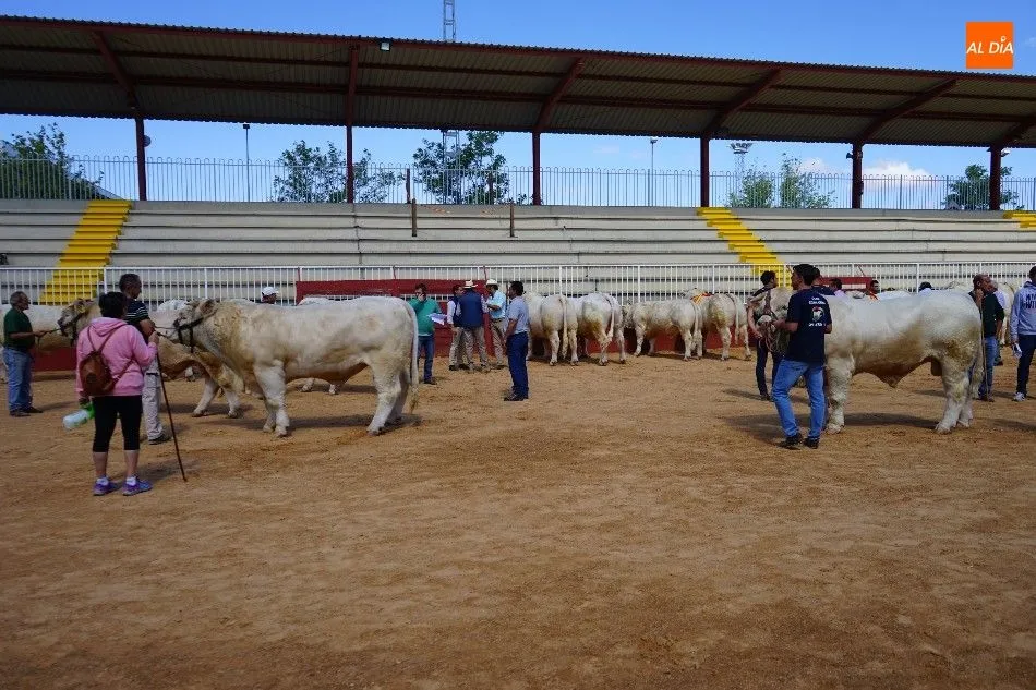 Foto 8 - Pagan 15.000 euros por &lsquo;Nini&rsquo;, el m&aacute;s valioso de la subasta nacional de ganado de Salamanca&nbsp;