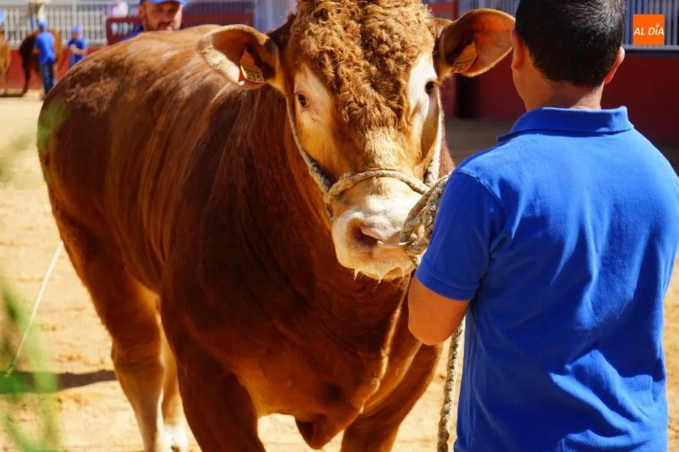 Foto 7 - Pagan 15.000 euros por &lsquo;Nini&rsquo;, el m&aacute;s valioso de la subasta nacional de ganado de Salamanca&nbsp;