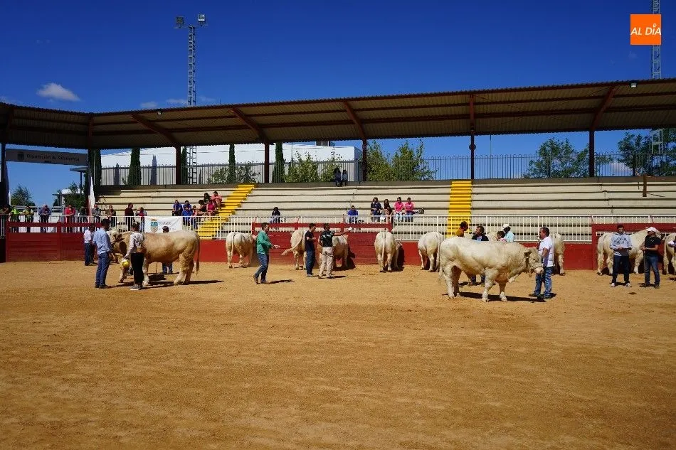 Foto 6 - Pagan 15.000 euros por &lsquo;Nini&rsquo;, el m&aacute;s valioso de la subasta nacional de ganado de Salamanca&nbsp;