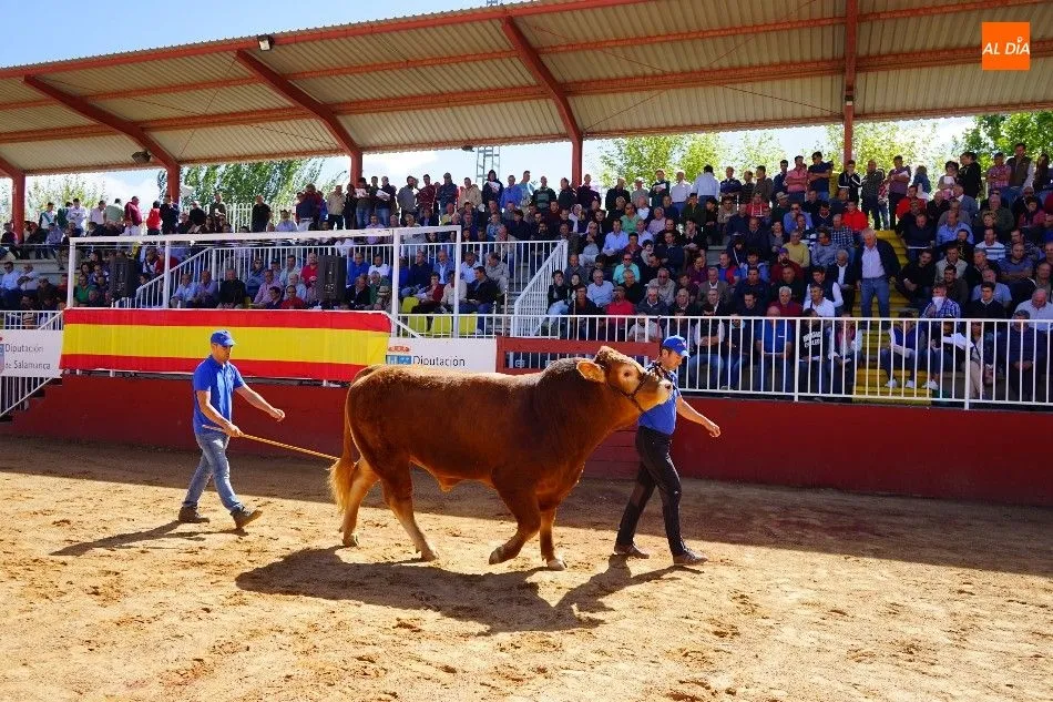 Foto 5 - Pagan 15.000 euros por &lsquo;Nini&rsquo;, el m&aacute;s valioso de la subasta nacional de ganado de Salamanca&nbsp;