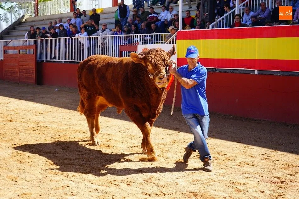Foto 4 - Pagan 15.000 euros por &lsquo;Nini&rsquo;, el m&aacute;s valioso de la subasta nacional de ganado de Salamanca&nbsp;