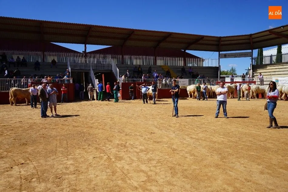Foto 2 - Pagan 15.000 euros por &lsquo;Nini&rsquo;, el m&aacute;s valioso de la subasta nacional de ganado de Salamanca&nbsp;