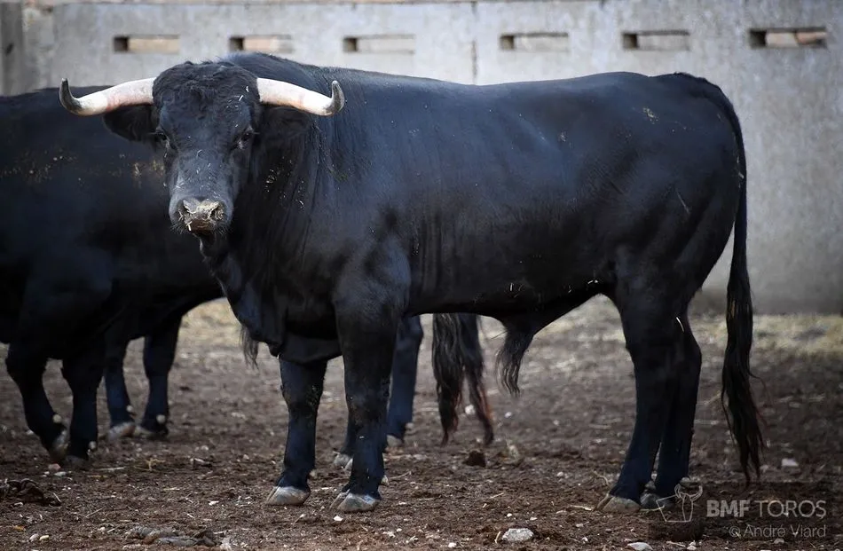 Foto 6 - Listos los novillos de Casasola para el primer festejo de abono