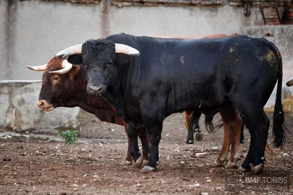 Foto 5 - Listos los novillos de Casasola para el primer festejo de abono
