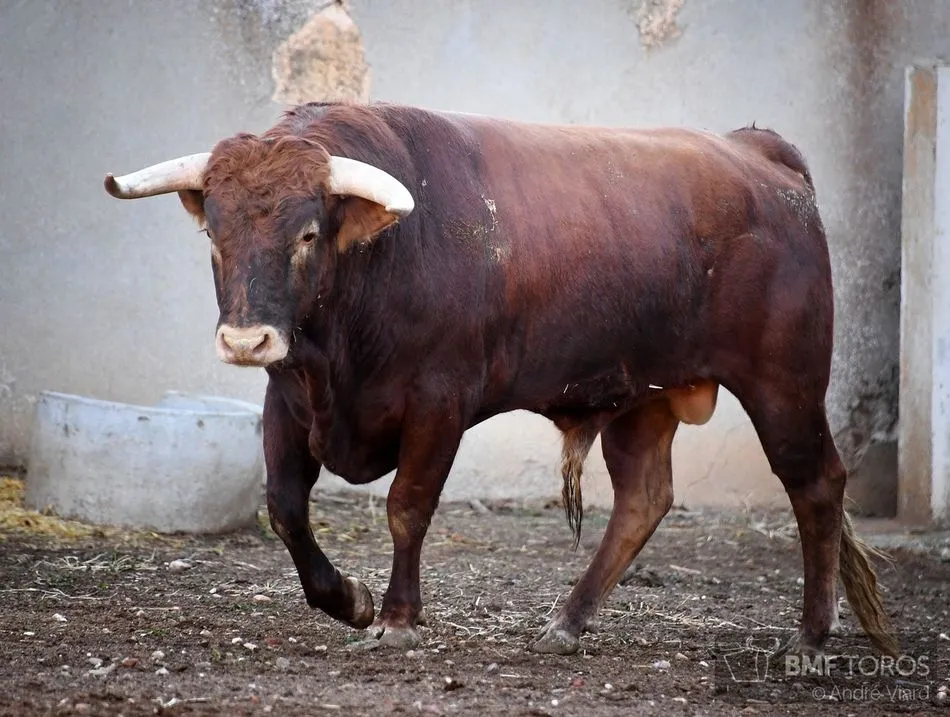 Foto 4 - Listos los novillos de Casasola para el primer festejo de abono