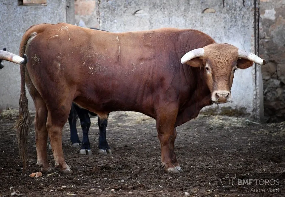 Foto 2 - Listos los novillos de Casasola para el primer festejo de abono